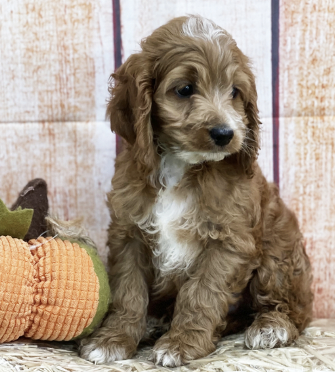 comprar cachorros sanos, baratos y asequibles para la venta